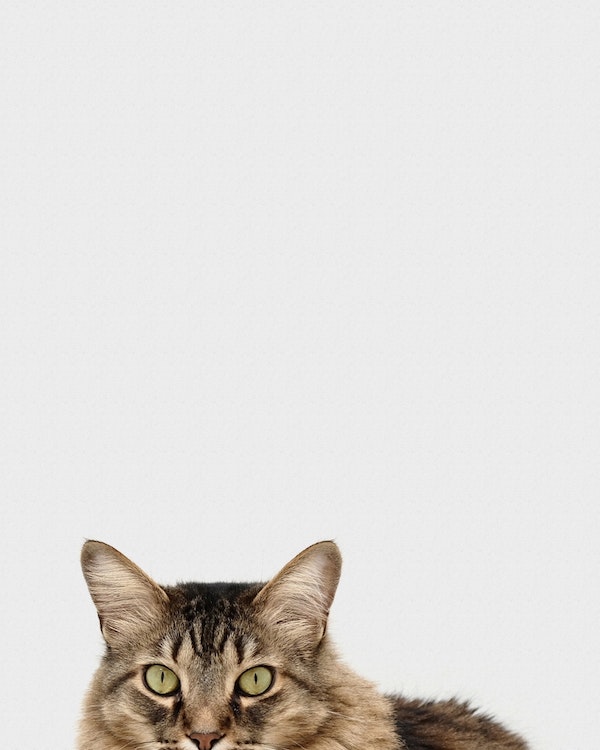 A cat engaging in sustainable pet care, sitting on a white background.