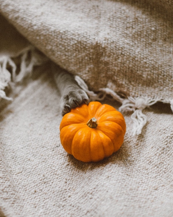A cat playing with an eco-friendly pumpkin on a blanket.