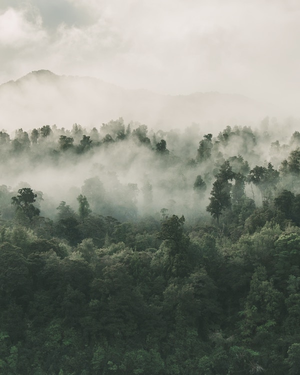 A forest covered in mist with trees in the background, showcasing innovative ways to reduce carbon footprint.